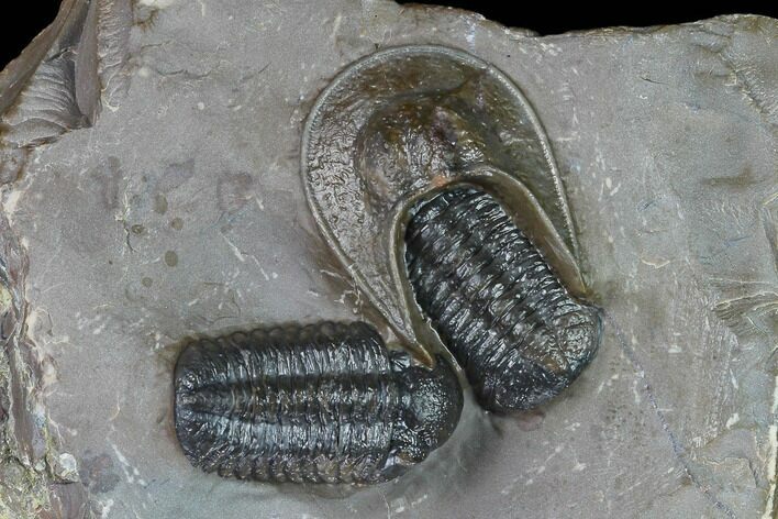 Two Austerops Trilobites With Harpid Headshield - Jorf, Morocco #127736